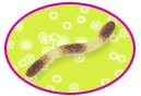 SUGARED JELLIES- AZUCAR - SUCRE
